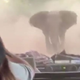 Imagen para el artículo titulado El momento exacto en que un elefante furioso embiste el safari de un grupo de turistas